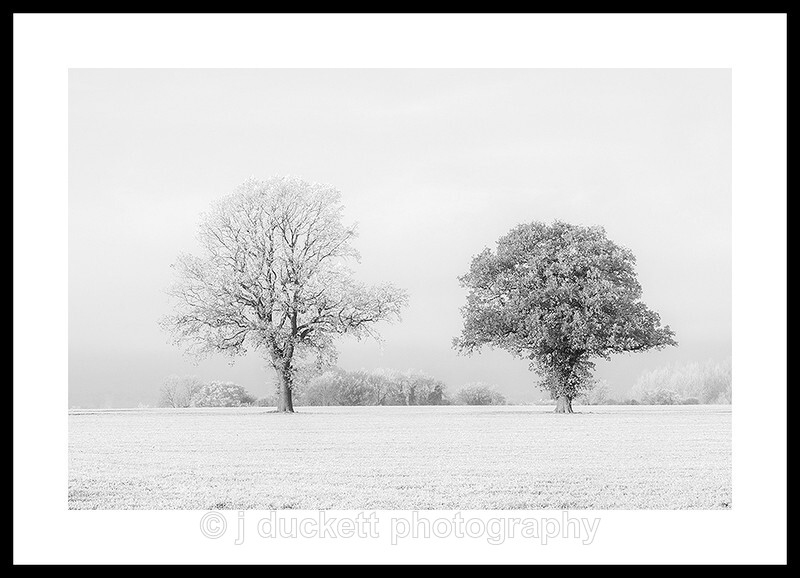 Black Tree White Tree Fine art photography by The Silent Photographer