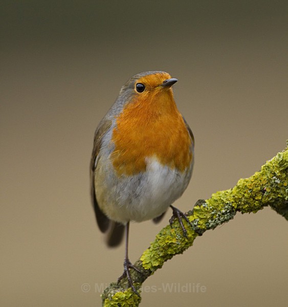 ROBIN REF ROBIN 2 - THE ROBIN