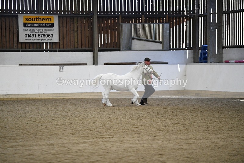 WJ5_5609 - Morning in hand Championship