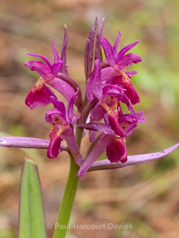 Elderflower Orchid (Dactylorhiza sambucina)  - Wild Orchids - 1