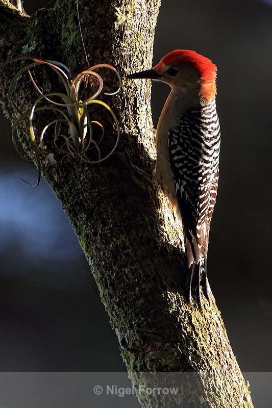 Red-bellied Woodpecker back-lit, Corkscrew Swamp, Florida - Red-bellied Woodpecker