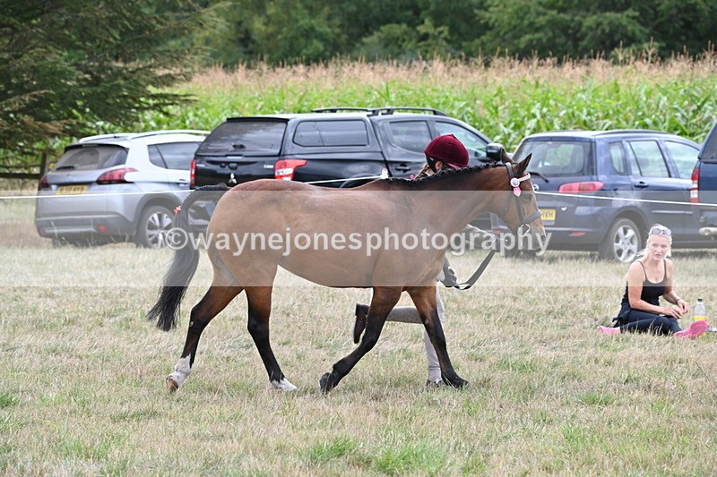 WJ6_6187 - Class 19 In-hand Veterans (Uploaded correct folder)