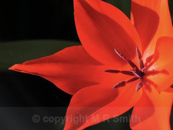 Red Tulip Full - MACRO & CLOSE UPS 2
