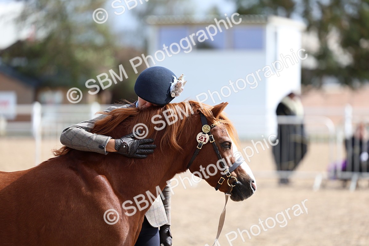 SBM_01876 - Class 18 - Handsomest Gelding - IH or Ridden