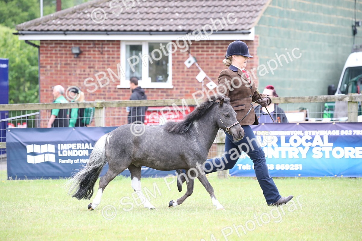 SBM_03925 - Class 23-25 - British Miniature Horse of the Year