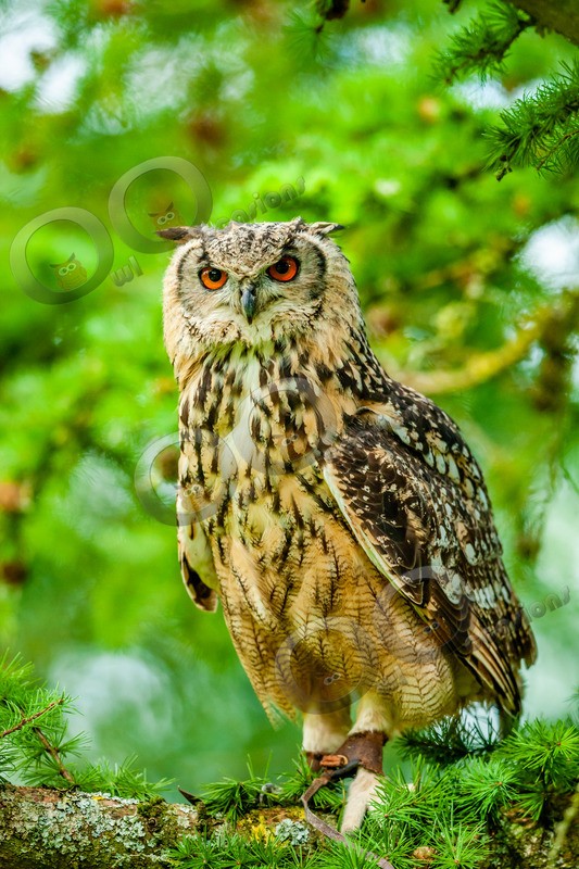 indian eagle owl bubo bengalensis-9865 - Owls of the World