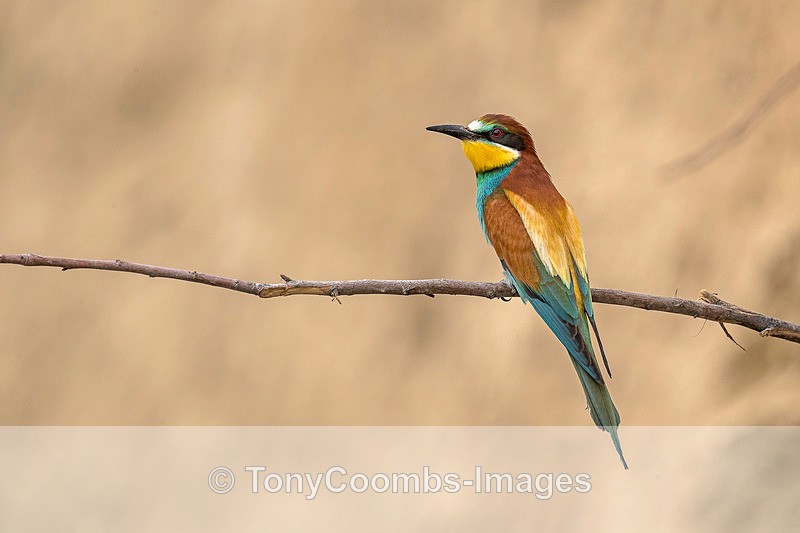 Bee-Eater - Macin National Park