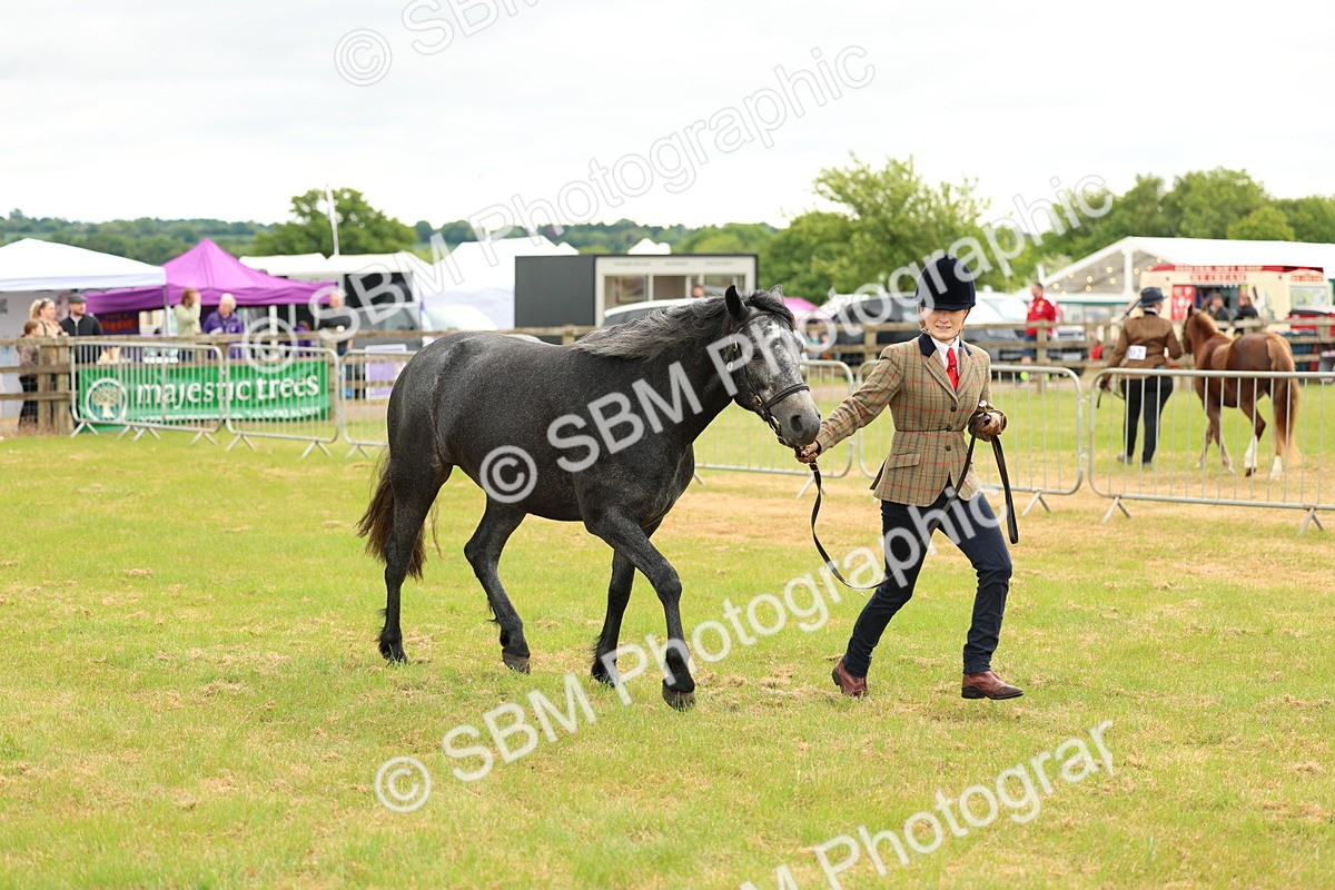 SBM_04077 - Class 64-67 - Shetland Pony In Hand