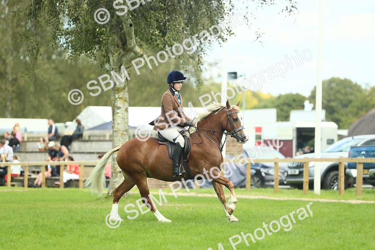 SBM_42809 - S30 - M&M Working hunter Pony