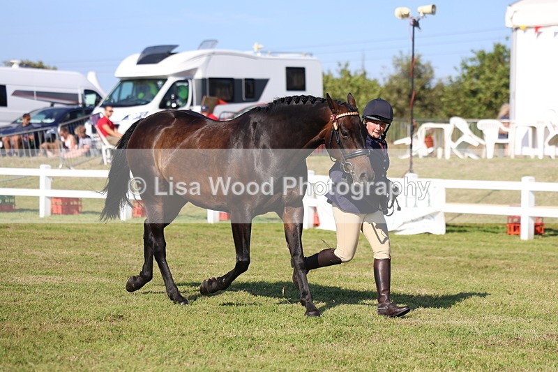 3E7A5660 - Class 2: Rising Star Large Hack/Riding Horse
