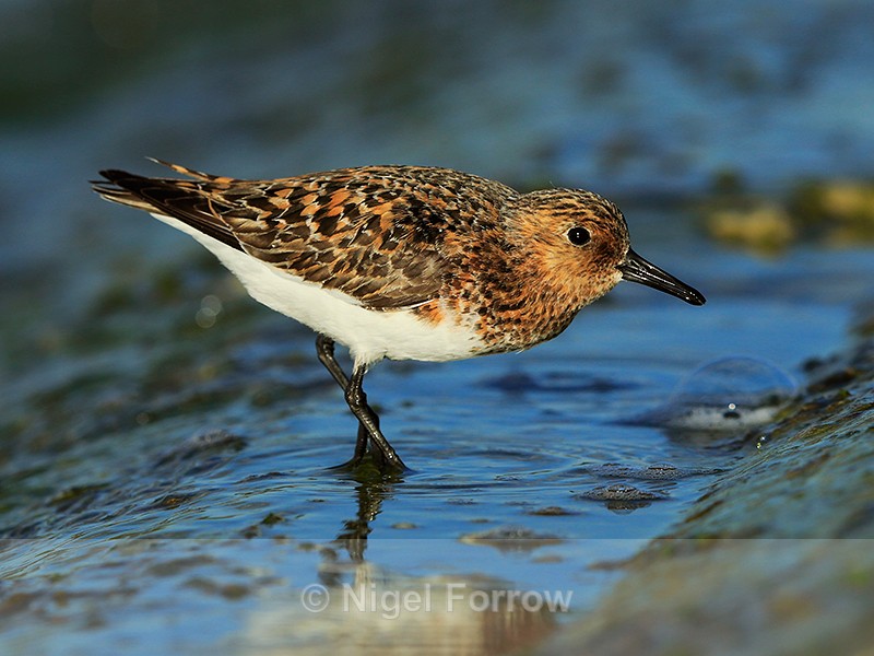 Sanderling (male, breeding plumage) on the causeway at Farmoor - Sanderling