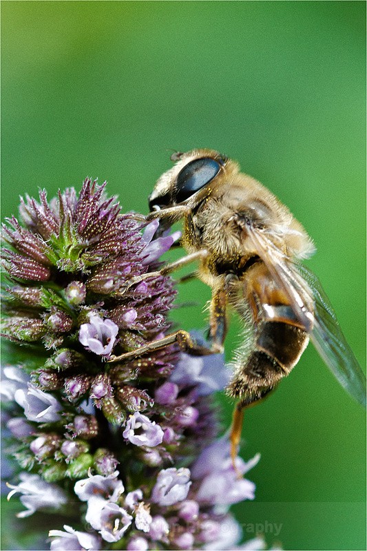 Common Bee - Flora & Fauna