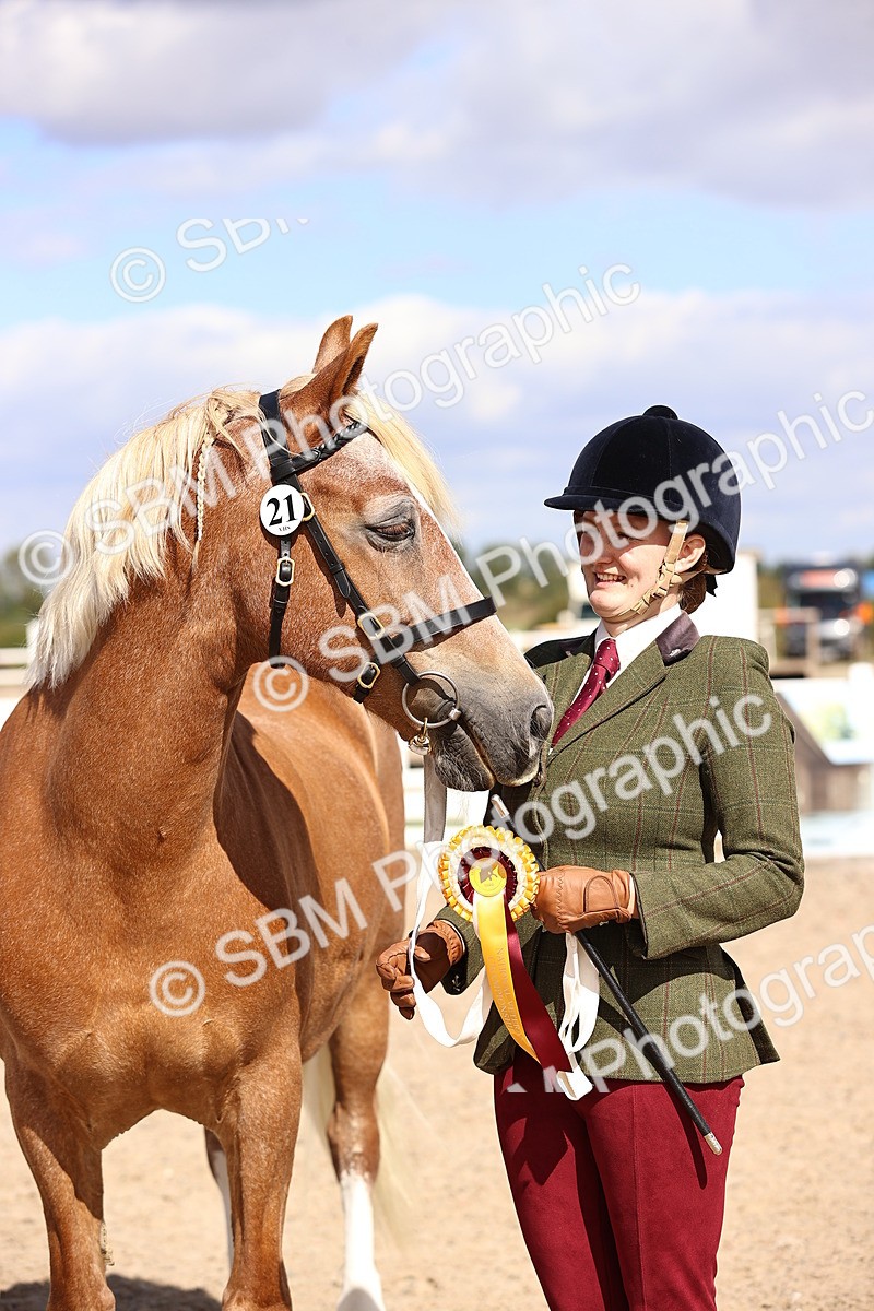 SBM_14323 - Class 411 - Prettiest Mare (IH OR Ridden) Adult