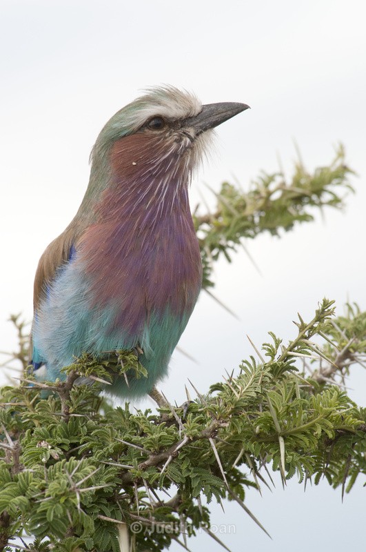 Lilac-breasted Roller - Tanzania Birds and Mammals