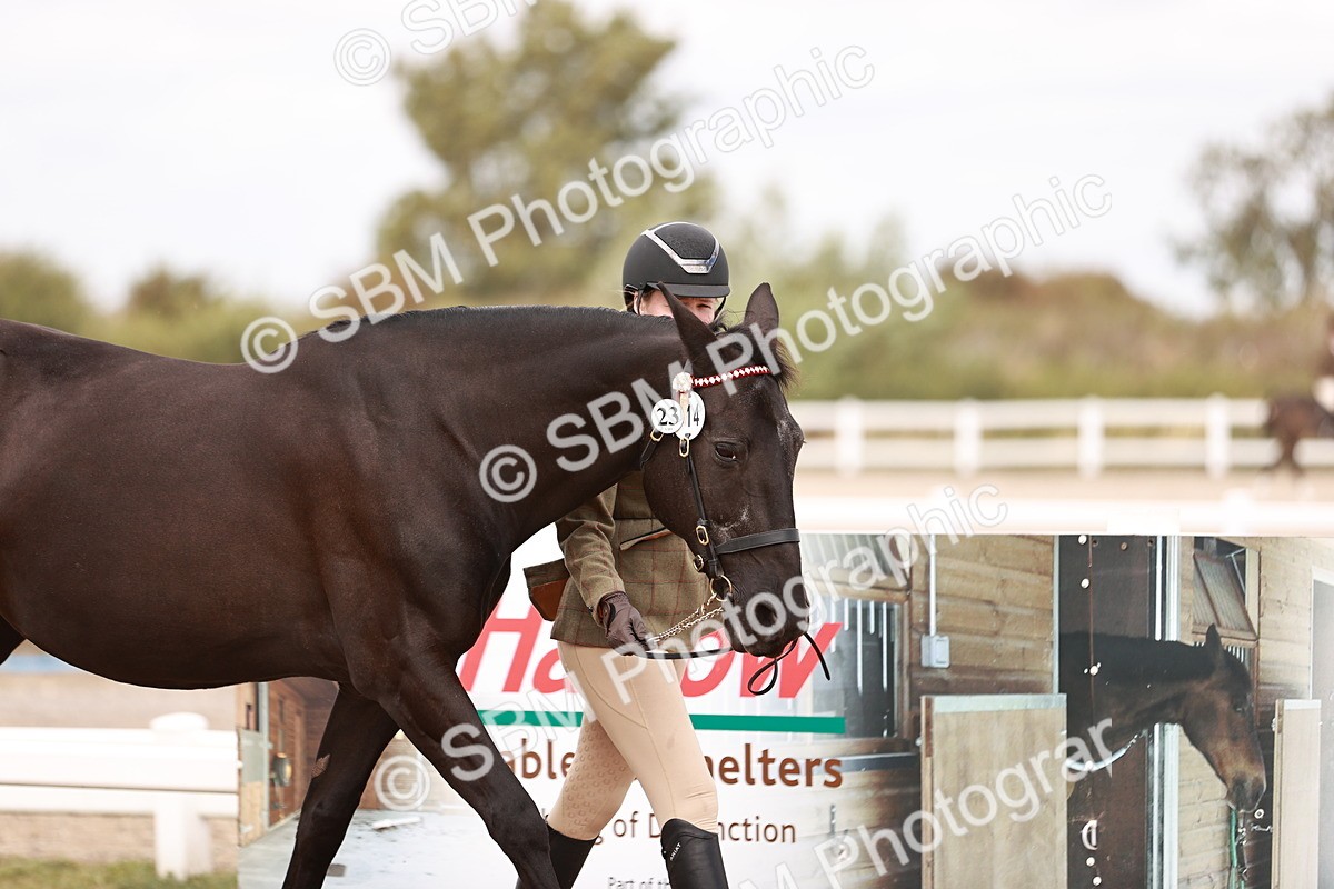 SBM_16105 - Class 411 - Prettiest Mare - (IH or Ridden Adult)