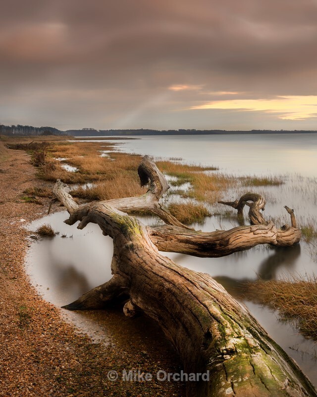 Fallen Oak - River Orwell -Suffolk - Landscapes