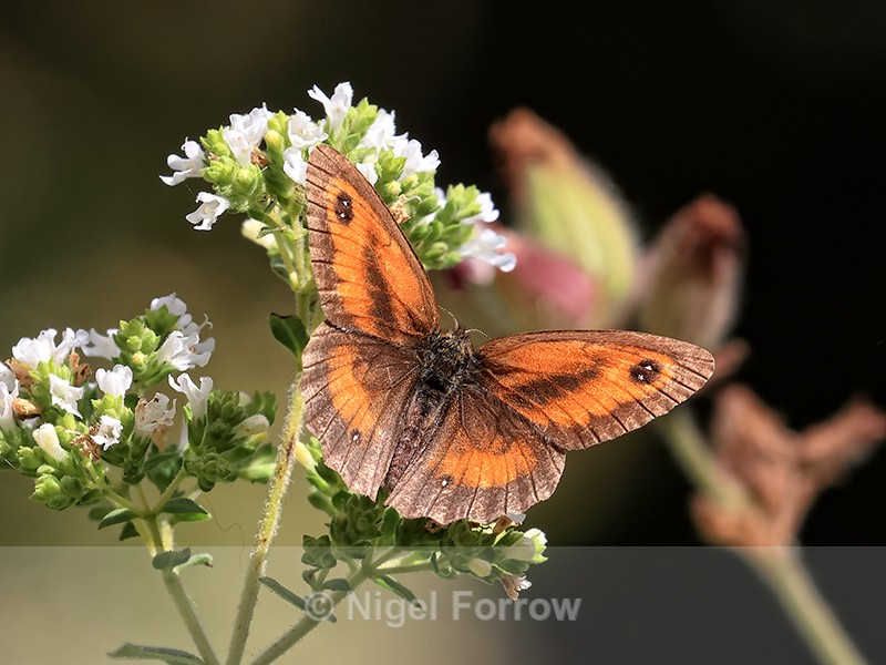 Gatekeeper (male) feeding on Oregano, Oxfordshire, UK - INSECTS