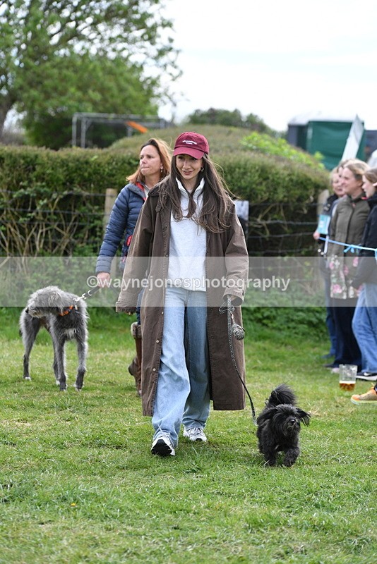 WJ5_9293 - Class 1 Best Cross Breed / Heniz 57