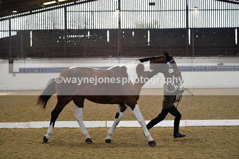 WJ5_3849 - Class 5 In Hand Veterans