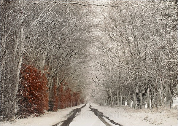 Morton Lane in Snow - Traditional Landscapes