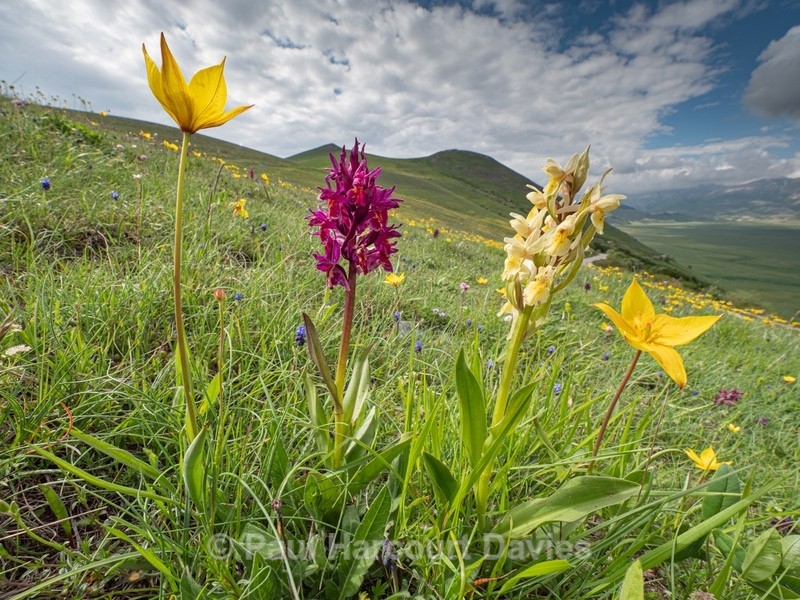 Wild Tulips (Tulipa sylvestris subsp autralis.  also T. australis) with magenta and yellow Elderflower orchid (Dactylorhiza sambucina)  - Wild Orchids - 1