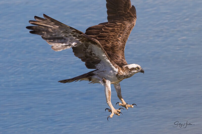 0A3A4538 Mum fishing 2 - Osprey