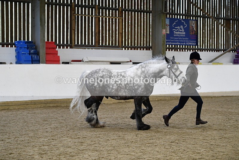 WJ5_5634 - Morning in hand Championship