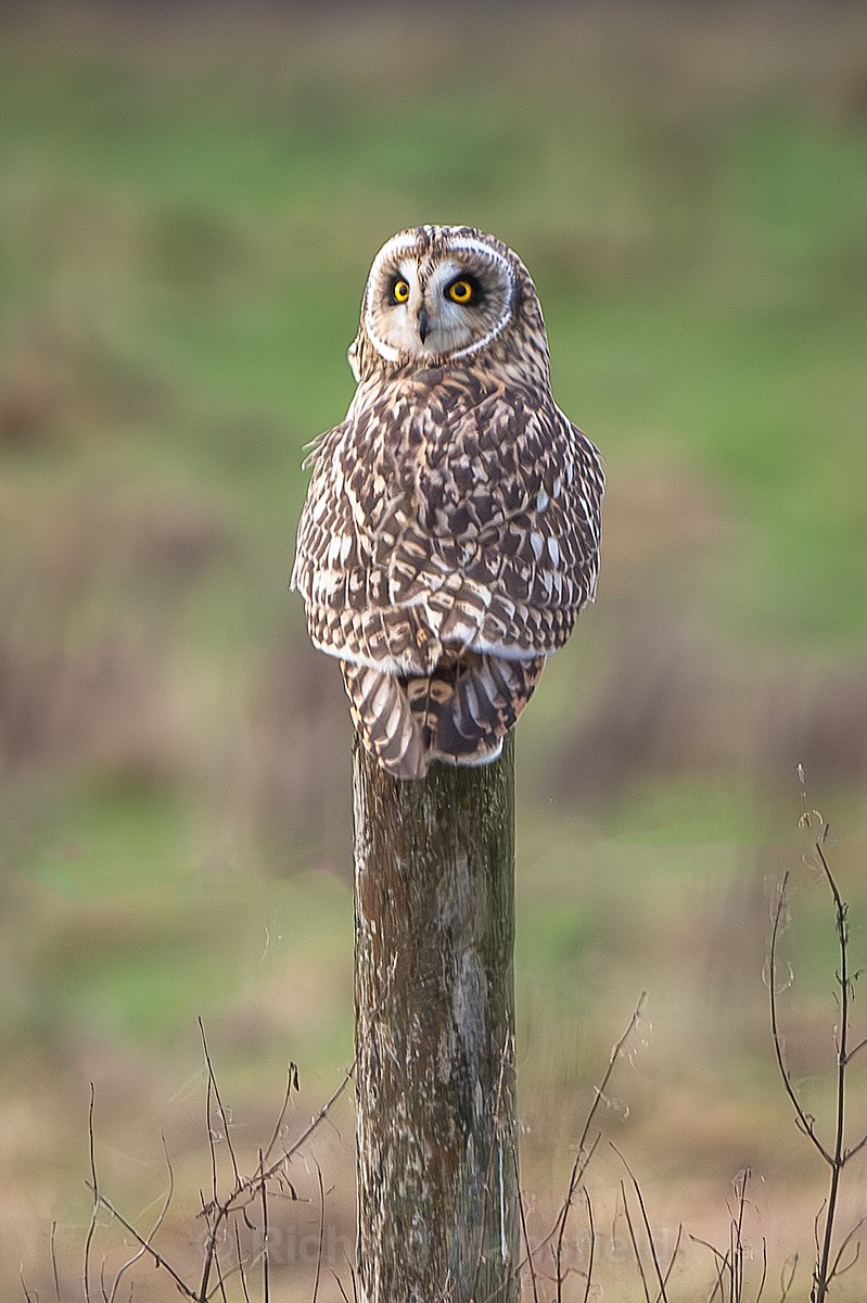  - Short Eared Owls
