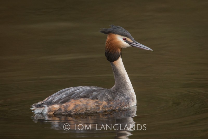 Great Crested Grebe - All Other Birds
