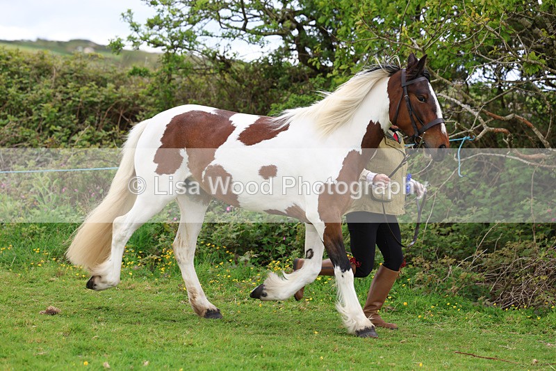 3E7A0786 - In Hand Championship