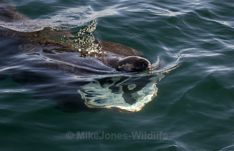 Basking Shark, Isle of Mull, Scotland - Basking Sharks ( ISLE OF MULL, SCOTLAND )