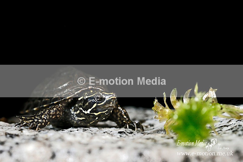 Musk Turtle 060313 31 - Nature