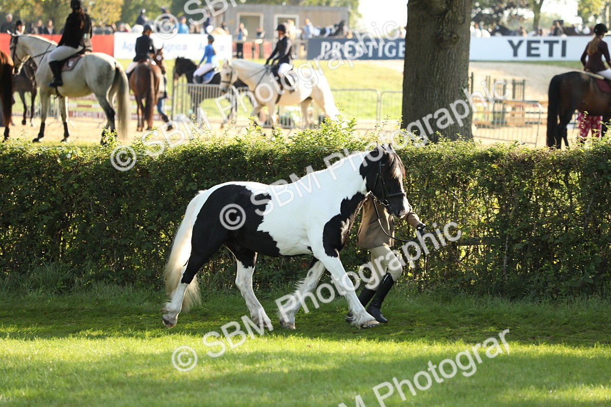 SBM_60888 - S43 - Coloured Pony In Hand