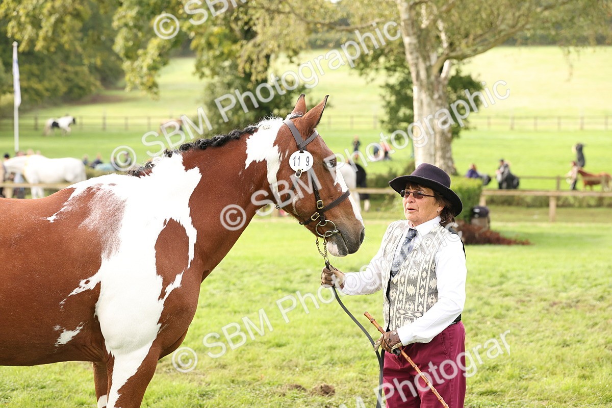 SBM_56801 - S54 - Piebald & Skewbald Horse In Hand