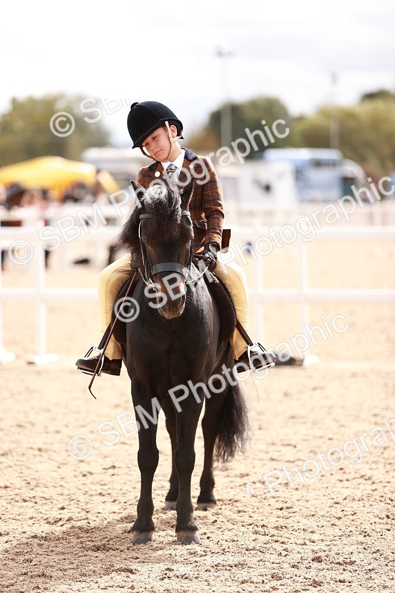 SBM_18309 - Class 417 - Handsome Gelding (IH or Ridden - JNR)