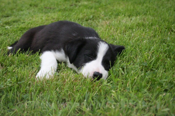 8 Seven weeks old - SASHA
