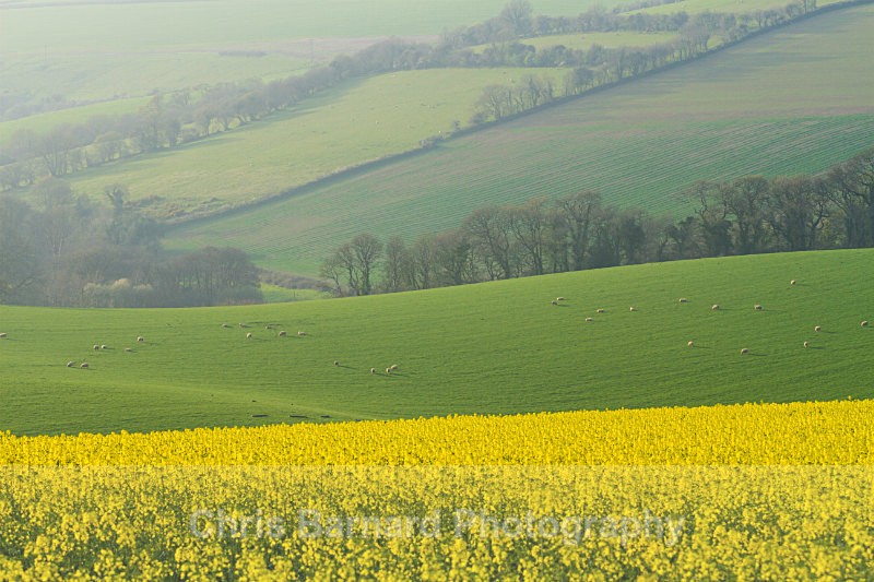  - Rapeseed Fields