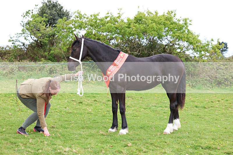 3E7A0914 - In Hand Championship