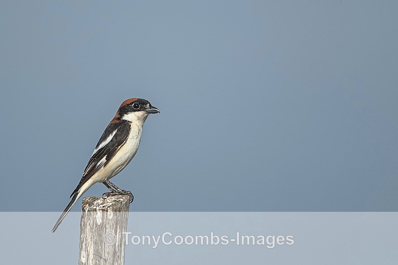 Woodchat Shrike - Lesvos ~ Other Birds