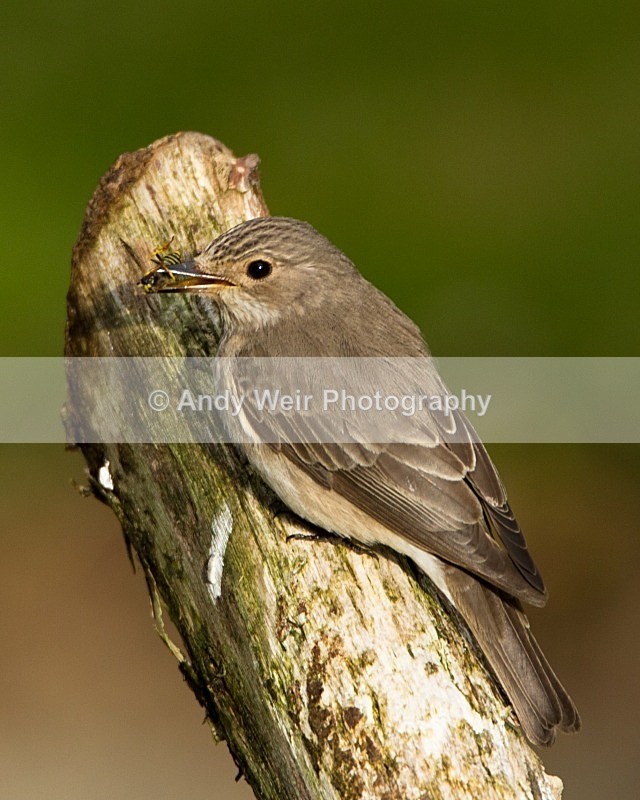 20110613-IMG_5753 - Flycatchers