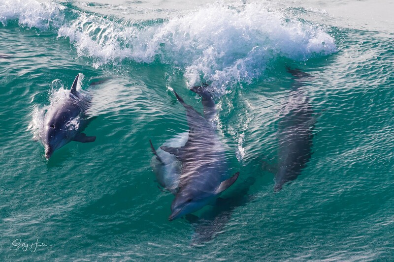 Waves of Dolphins - Dolphins