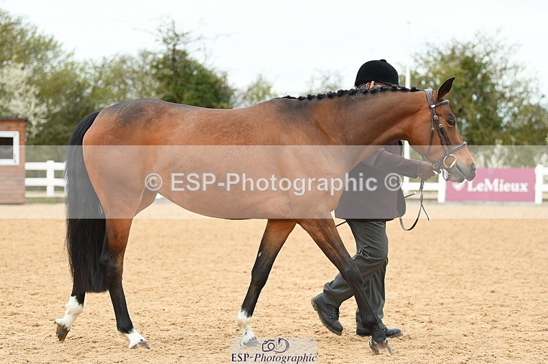 230416A-140128-04720 - Cls 46+43 In Hand Warmbloods and Foreign