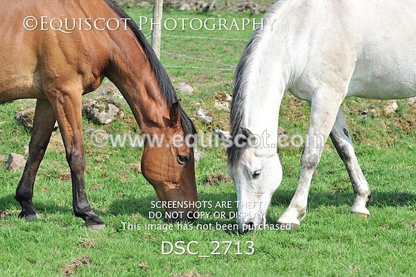 DSC_2713 - ARCHIVE REQUEST - Quincy and Guinness