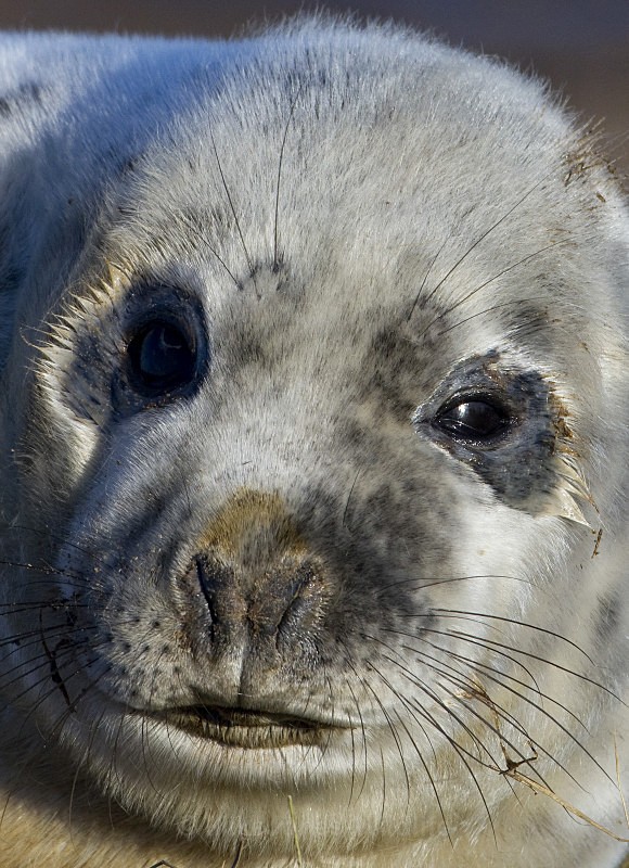 Grey Seal Pup - FAVOURITES WILDLIFE GALLERY. Selected images from the wildlife collections.