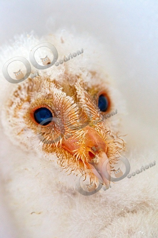 Loki at 18 days old - Our Birds