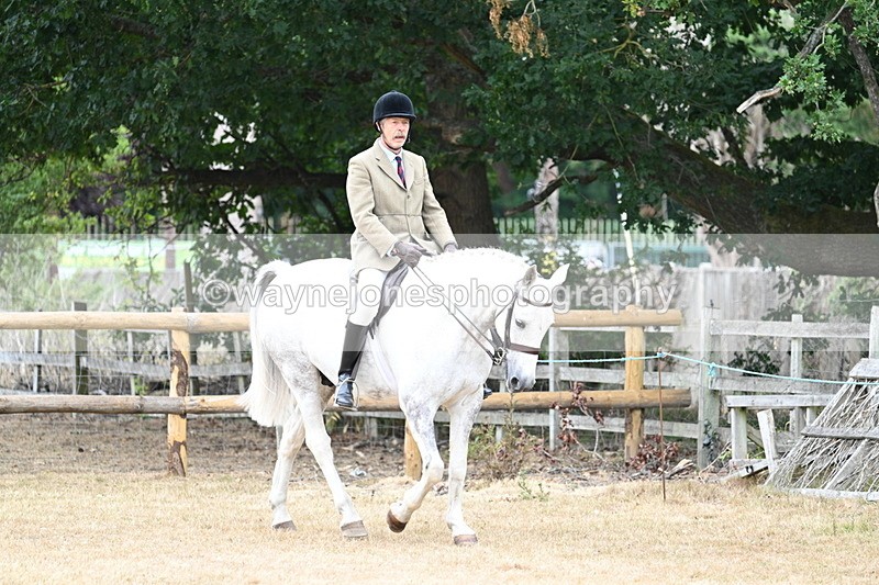 WJ7_0734 - Class 7 Riding Club Show Horse