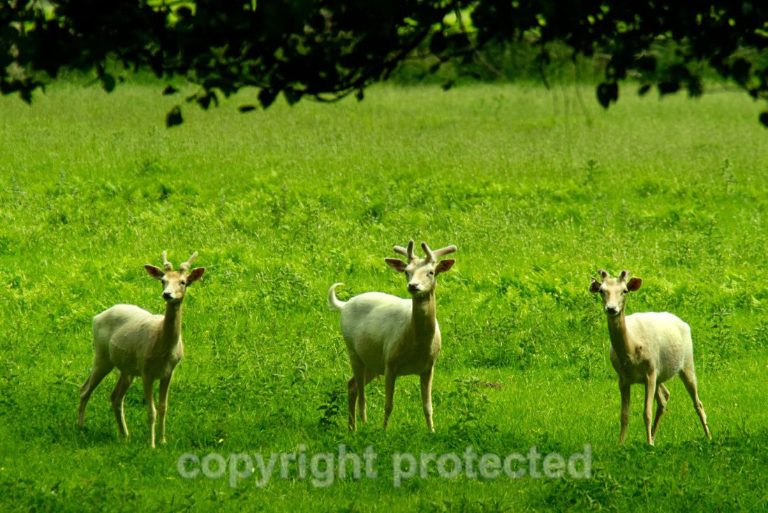 Fallow Deer - Houghton Hall - Norfolk - Mammals