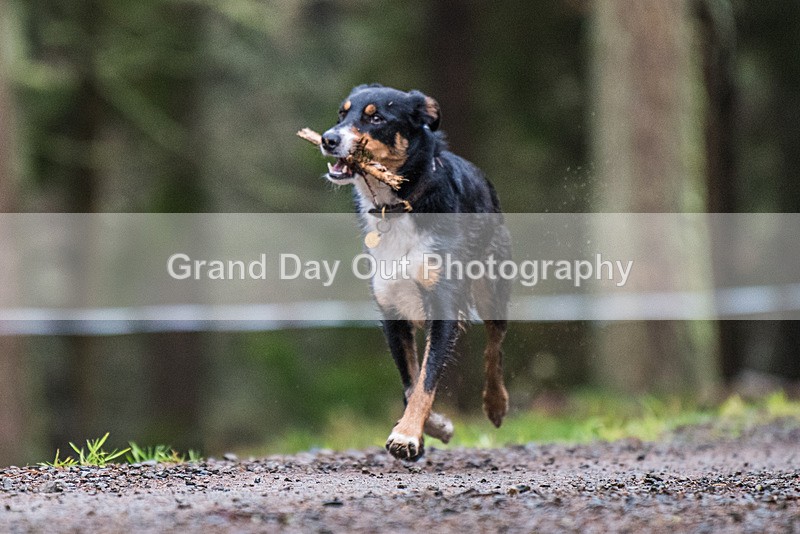Glentress 21  10K-1611 - High Terrain Events Glentress 21 & 10K Trail Races Saturday 18th November 2023