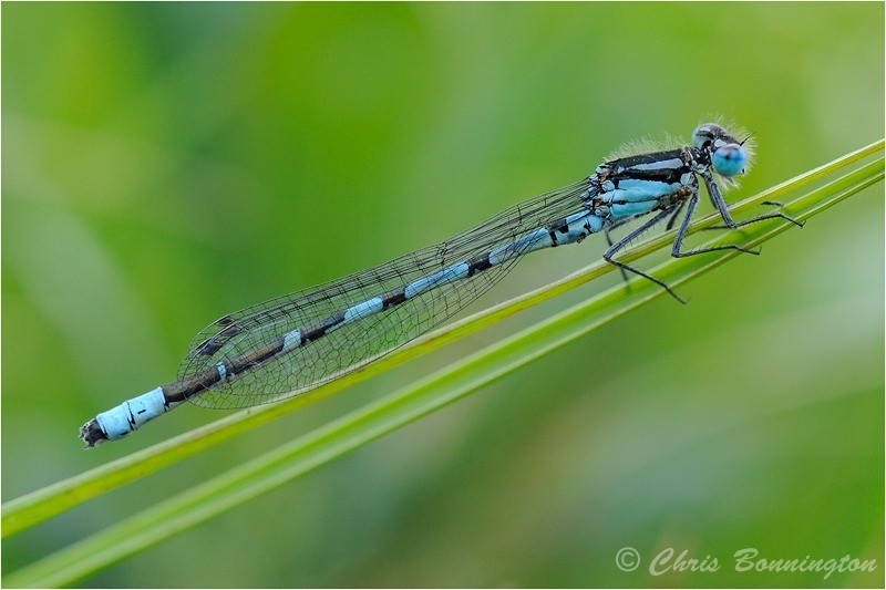 Blue Damsel Fly - Others