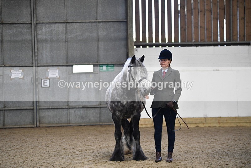 WJ5_4435 - Class 6 In hand M&M - Large Breeds